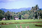 Basak village