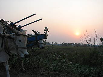 rural sunset with oxen