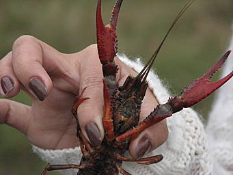 crawfish