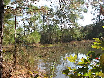 autumn pond