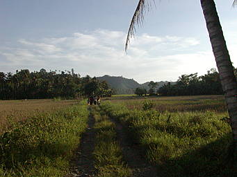 dirt road in rice fields