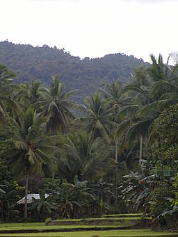 rice paddies, house and forest