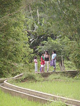 Gracey and friends on footbridge in rice fields