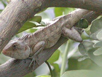 lizard