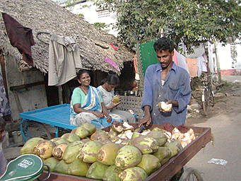 coconut vendor
